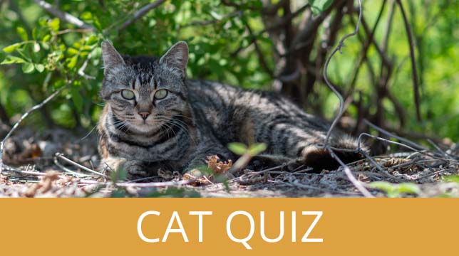 A tabby cat resting in the grass above a Cat Quiz banner