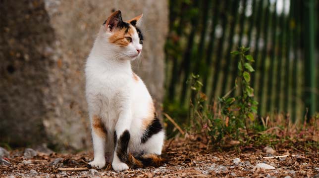 A calico cat sitting on the ground outdoors, looking to the side