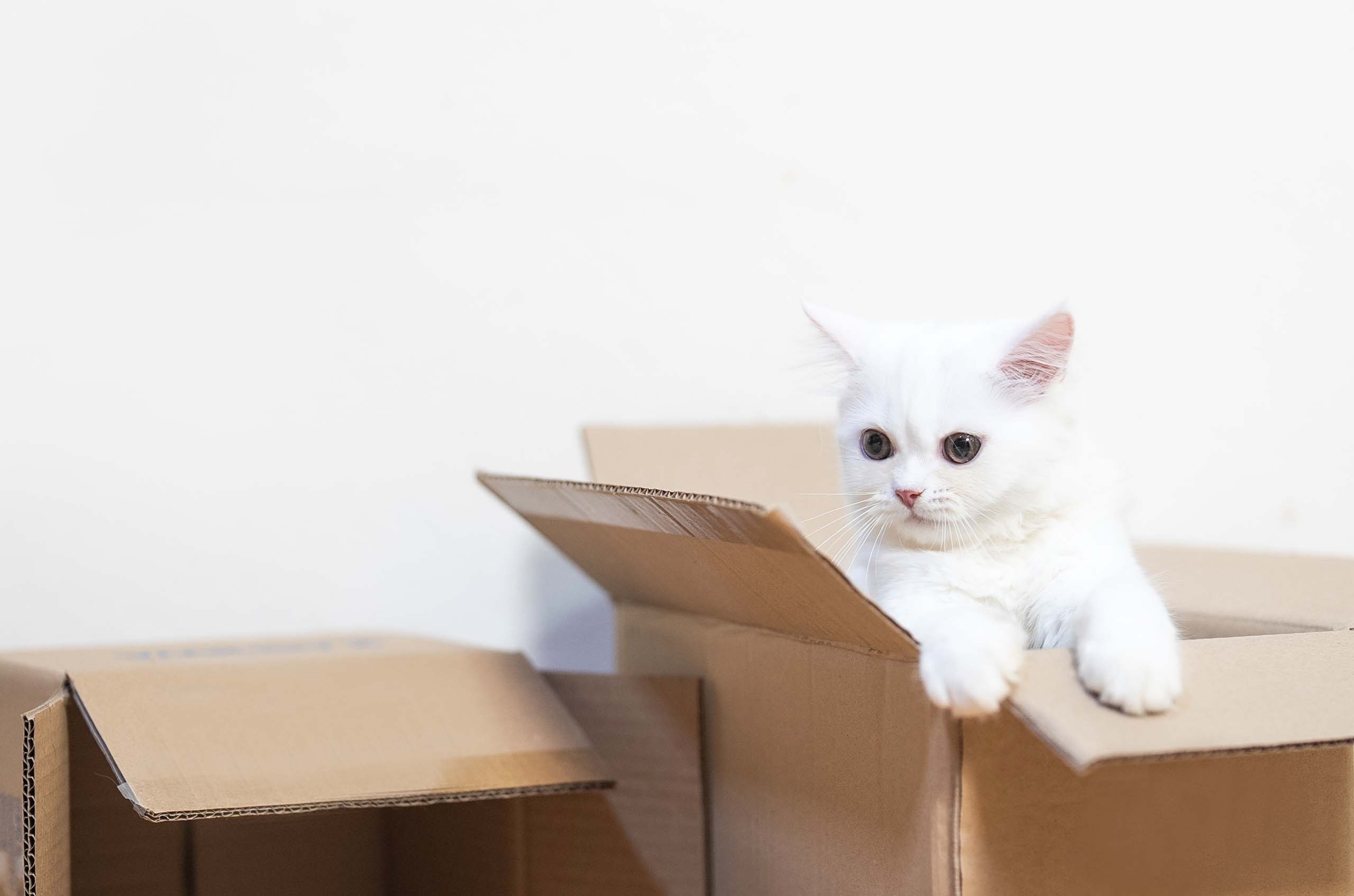 A fluffy white kitten sitting inside a cardboard shipping carton