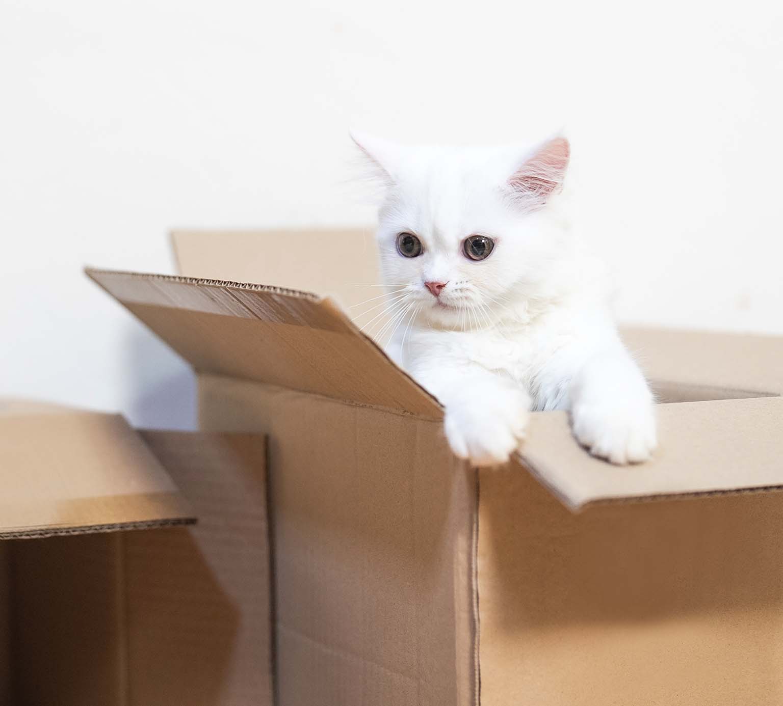 A fluffy white kitten sitting inside a cardboard box