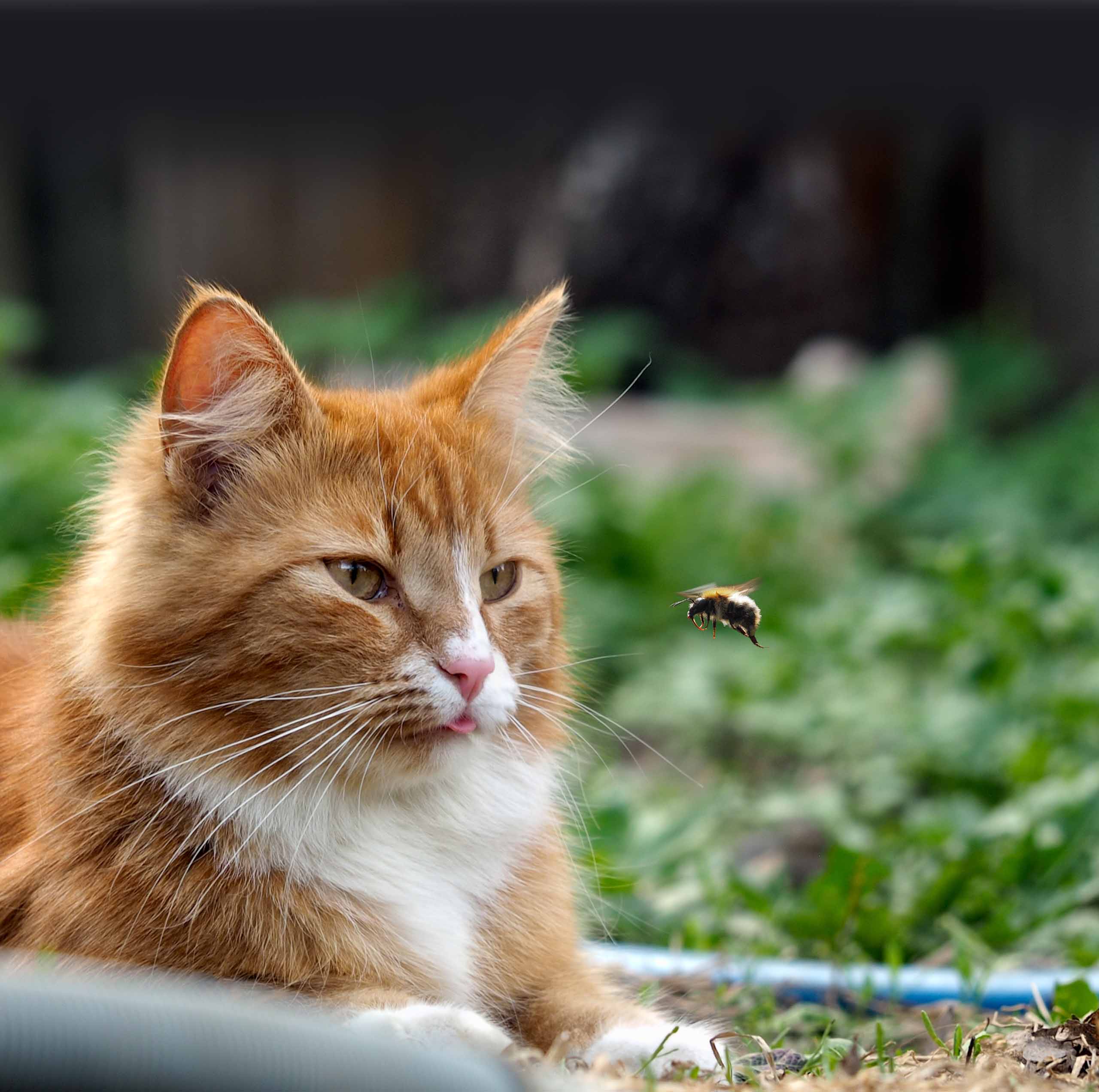 A ginger cat with a small blep sits in the grass, watching a bumblebee flying in front of its face