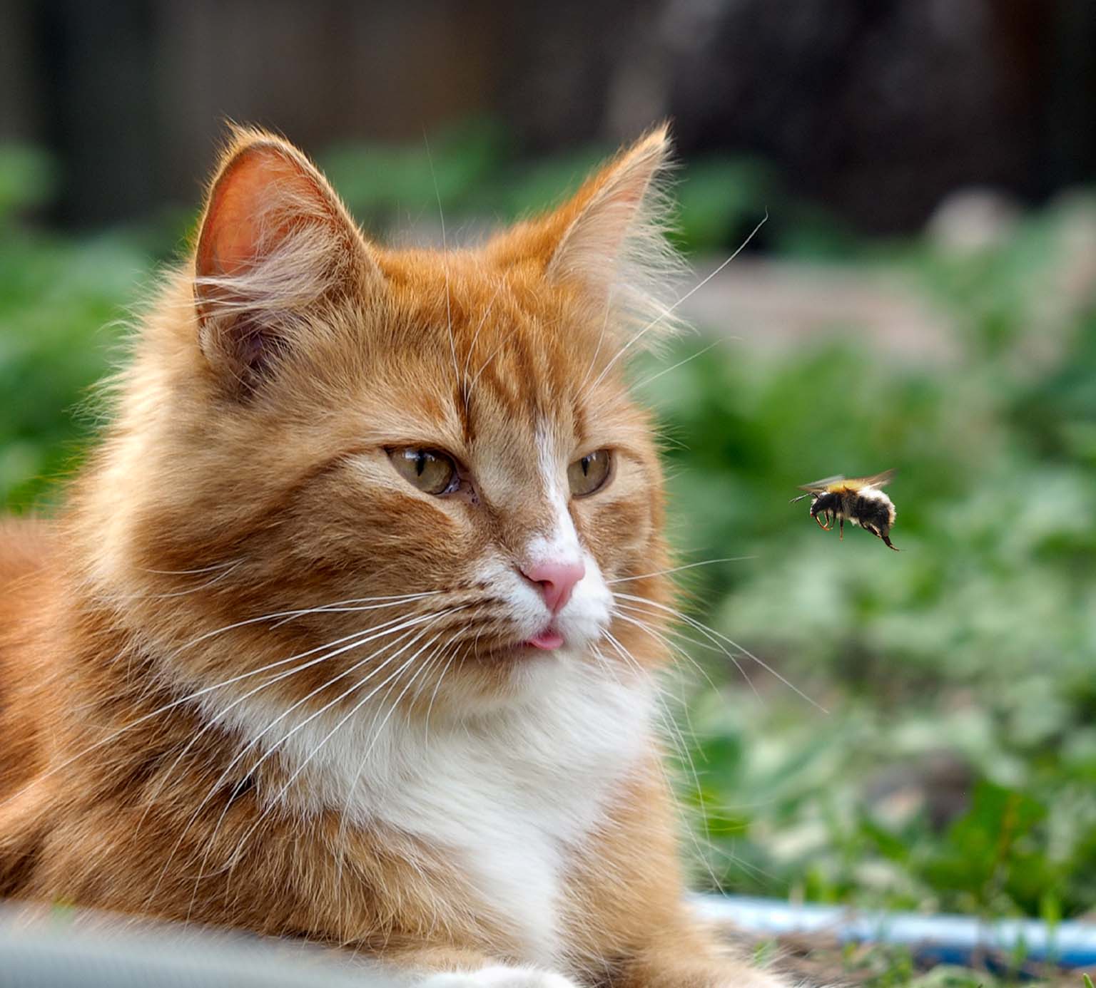 A fluffy orange cat with a small tongue sticking out watches a bumblebee flying nearby in a garden