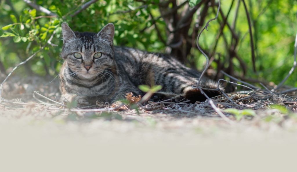 A tabby cat resting on the ground in a shaded, leafy outdoor area