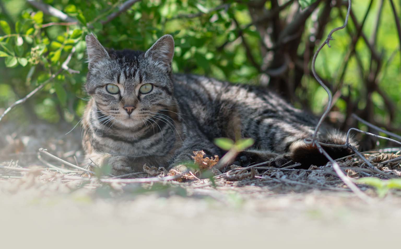 A tabby cat resting on the ground in a garden setting
