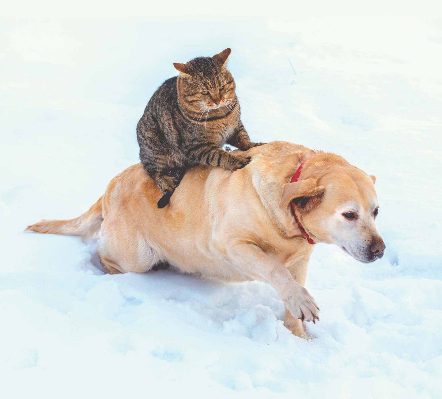 A tabby cat sits on the back of a yellow Labrador retriever walking through deep snow