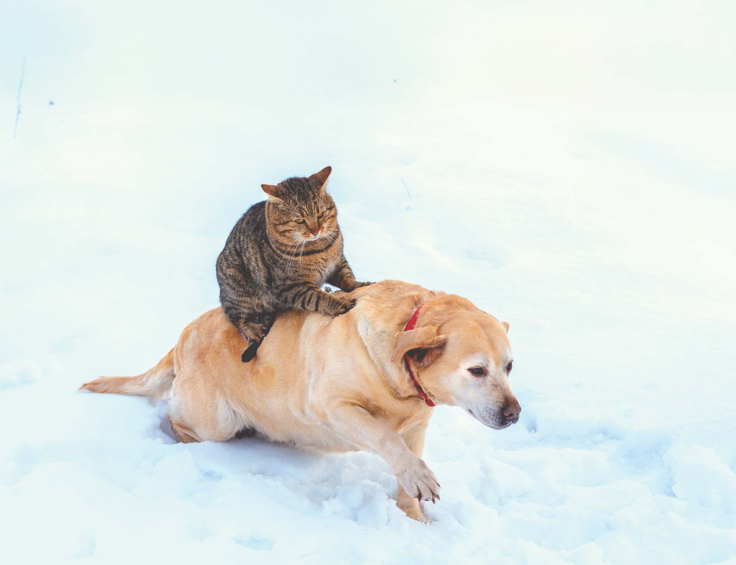 A tabby cat sits on the back of a yellow Labrador retriever walking through deep snow