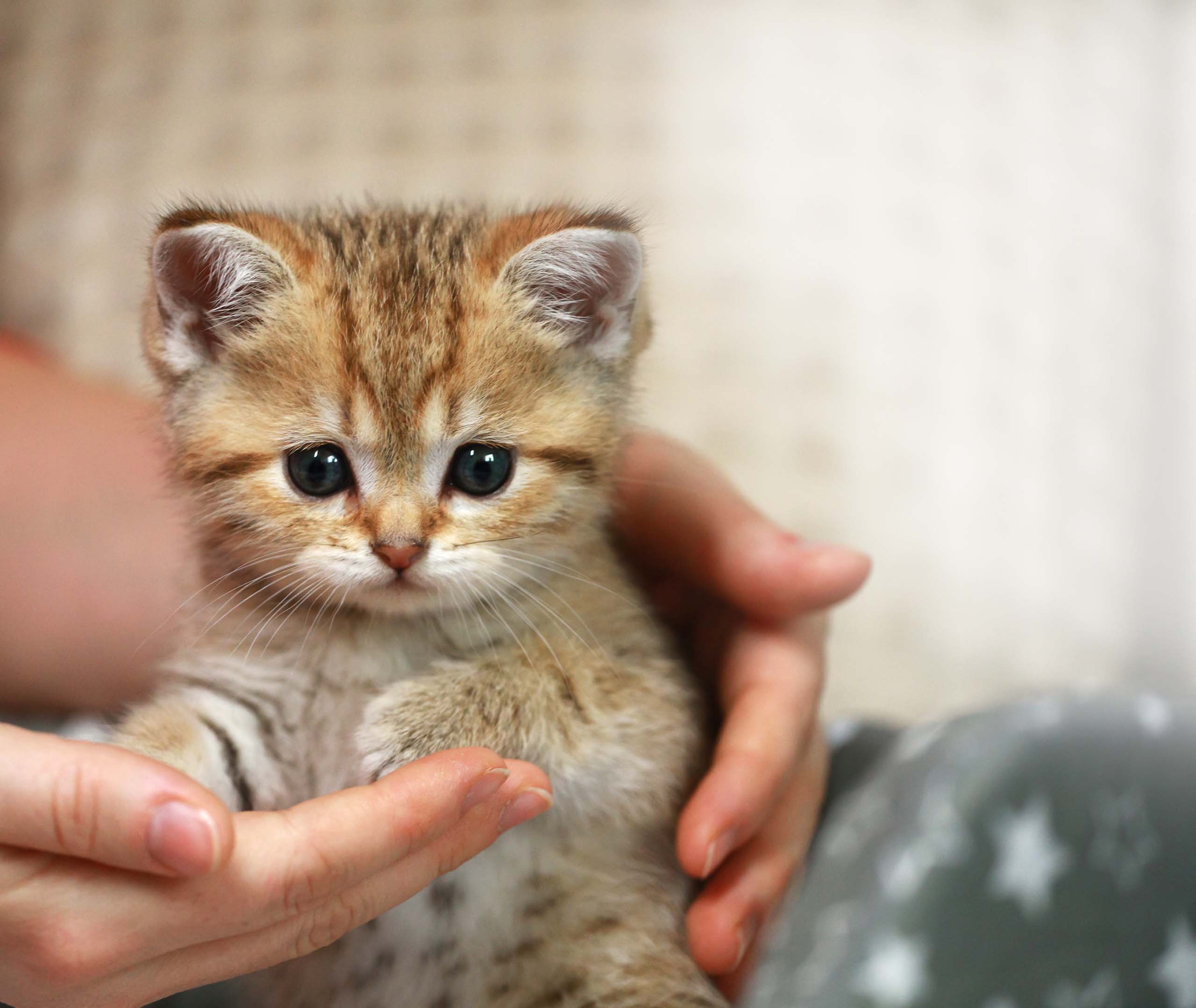 A person gently holding a small, fluffy, golden-brown tabby kitten in their hands
