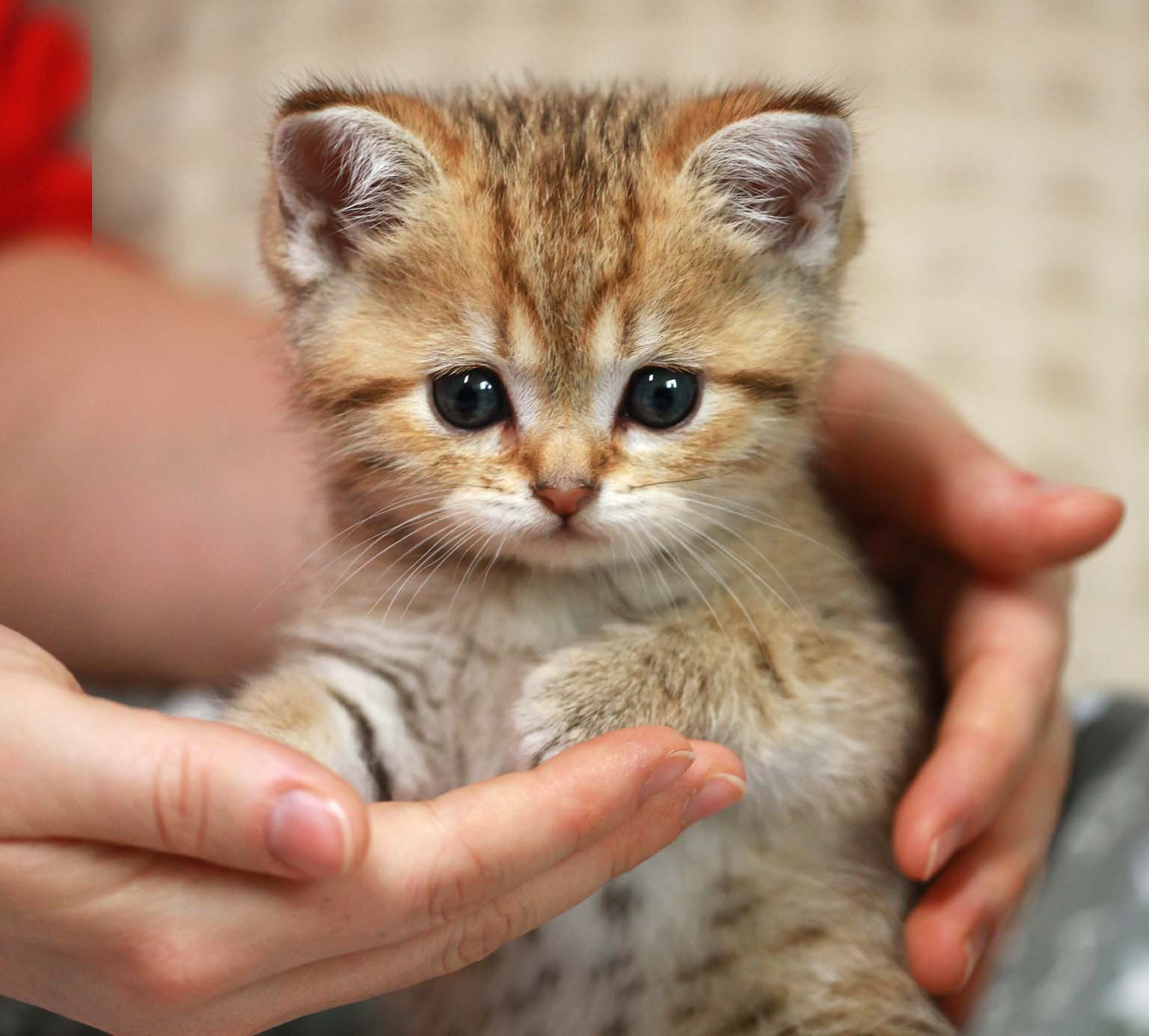 A small, fluffy brown tabby kitten being held gently in two hands
