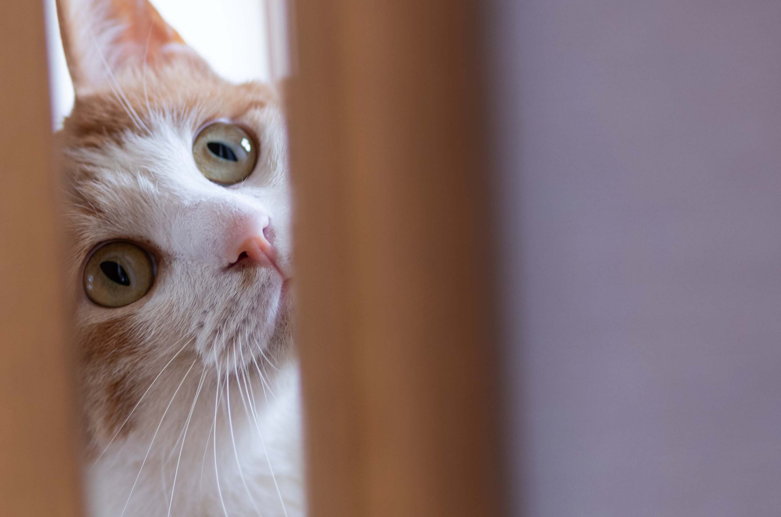 An orange and white cat peeking through a narrow vertical opening