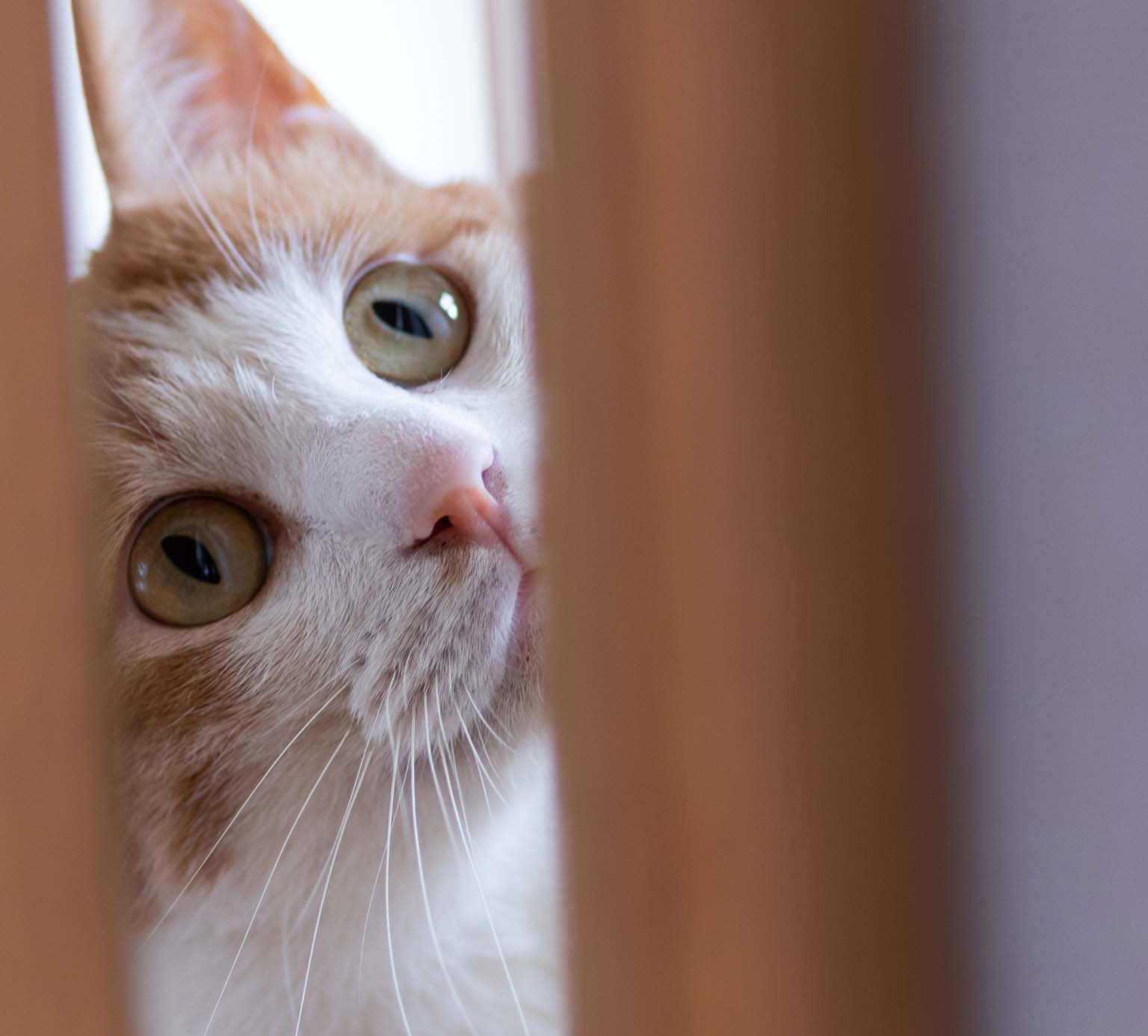 Close-up of a ginger and white cat peeking through wooden slats