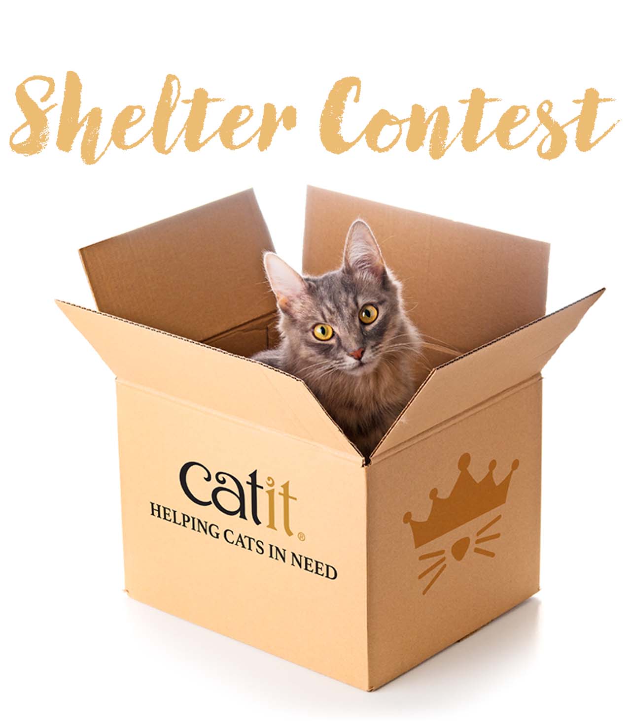 A cat sitting in a Catit branded shipping carton for a shelter contest
