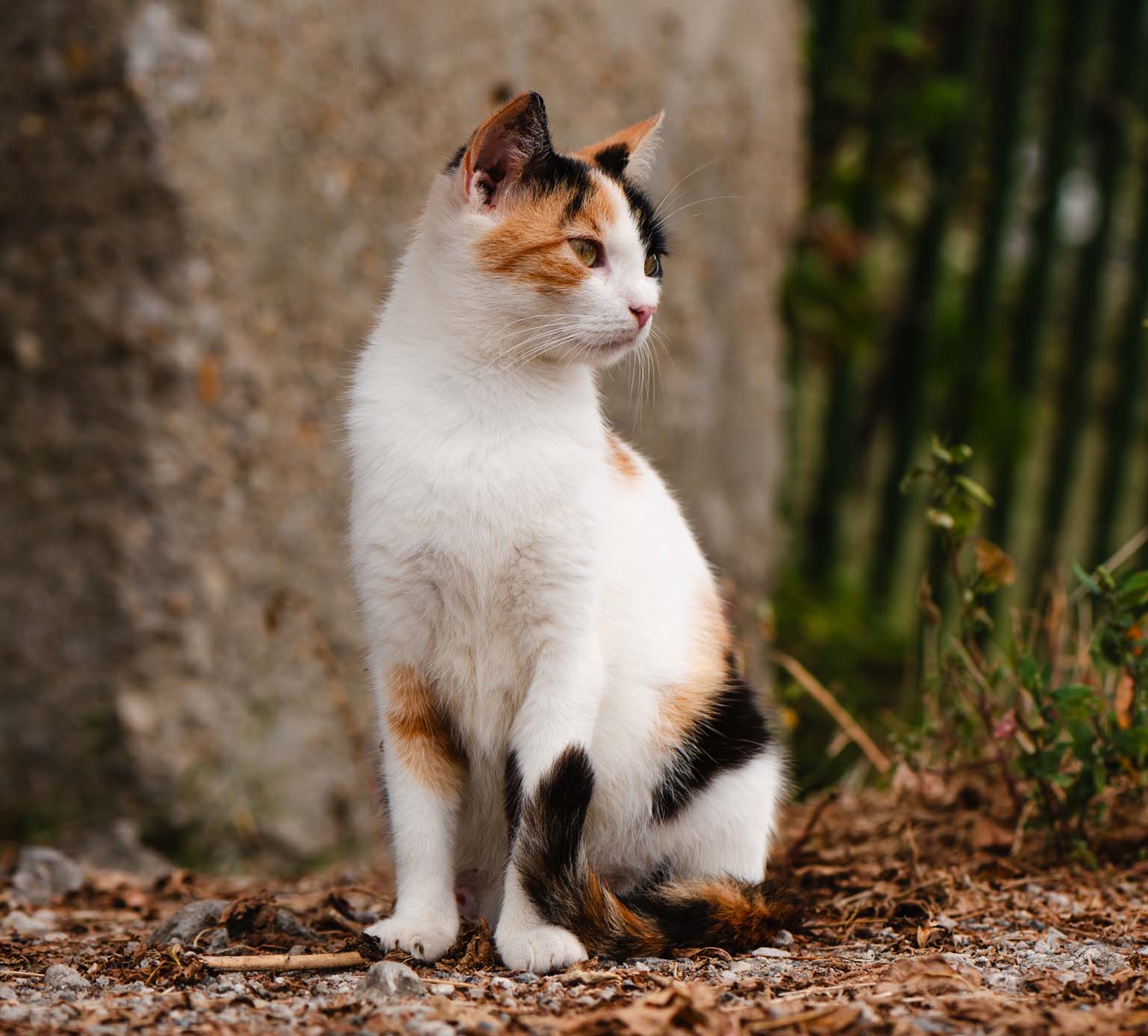 A calico cat sitting on a gravel path, looking to the right