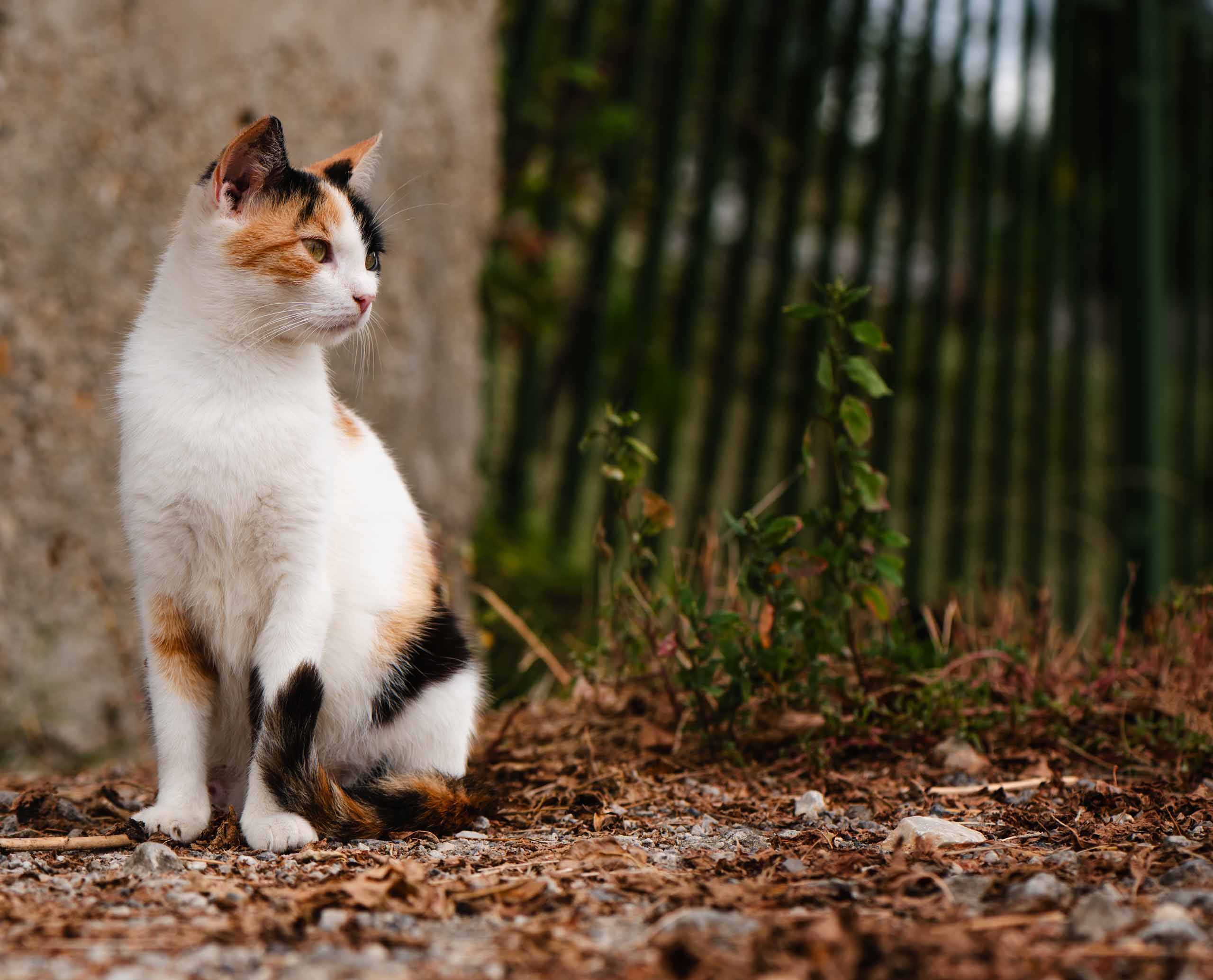A calico cat sitting on a gravel path, looking to the side near a concrete wall and a fence