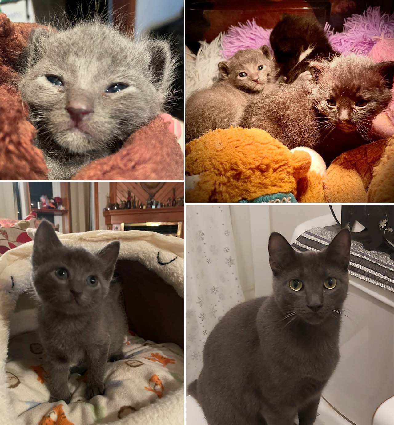 A collage showing the growth of a grey cat from a tiny kitten with closed eyes to a fully grown adult cat