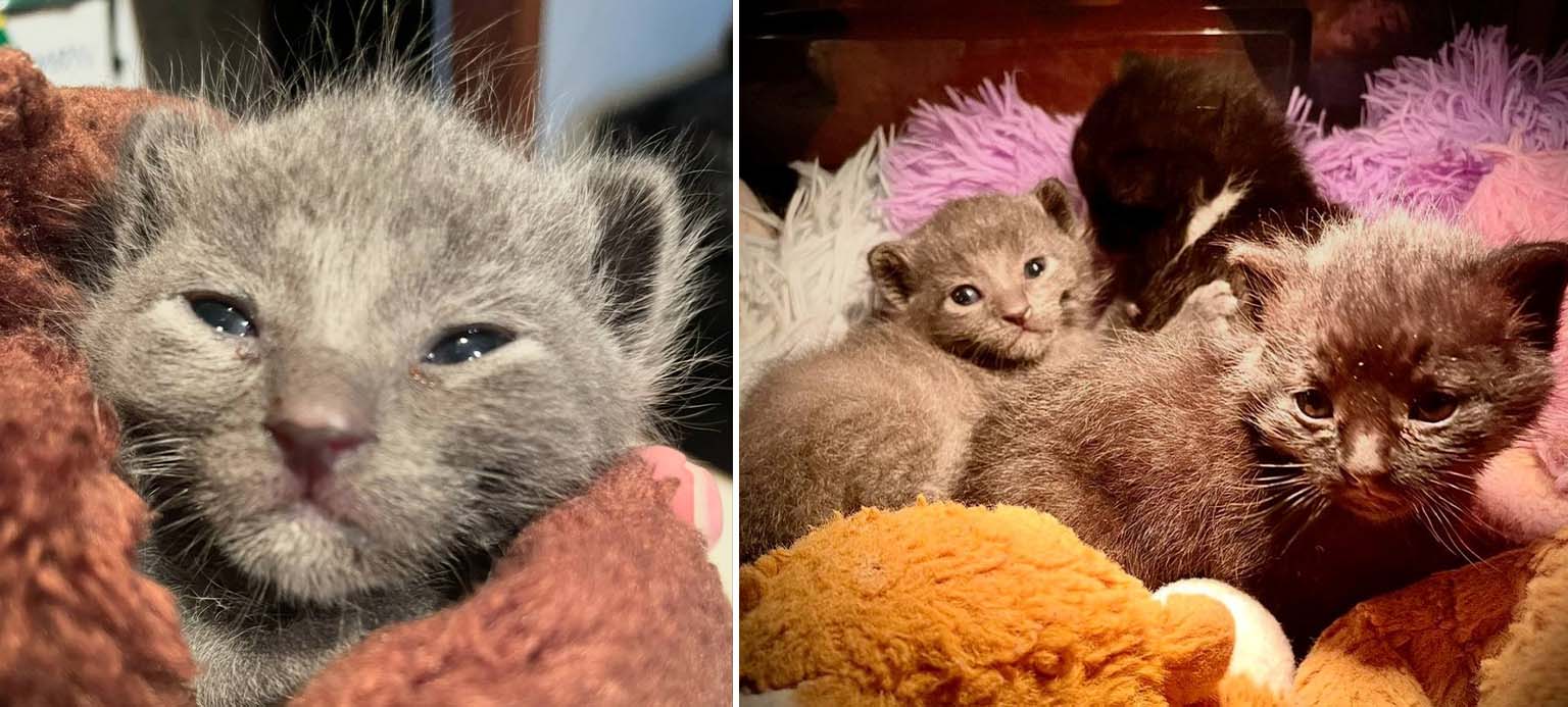 Two close-up photos of young, grey kittens resting on soft, plush blankets