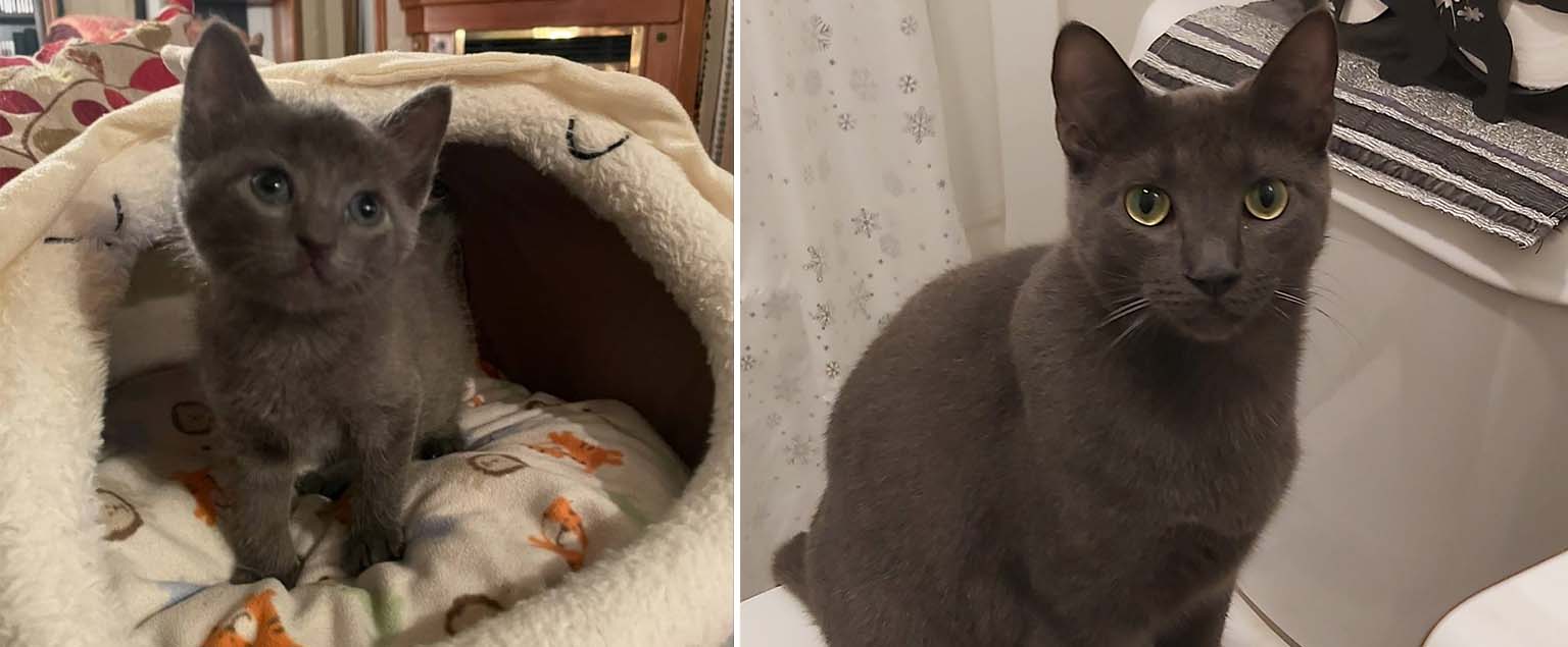 A side-by-side comparison of a grey kitten in a pet bed and the same cat as an adult sitting in a bathroom