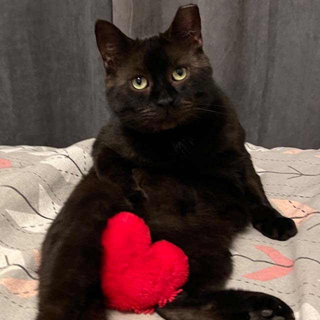 A black cat sitting upright on a patterned bed, holding a small, fuzzy red heart toy between its legs