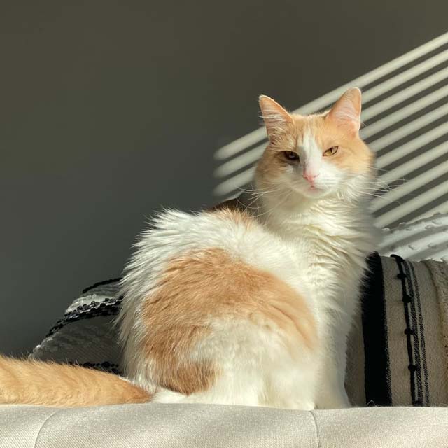 A fluffy orange and white cat sitting on a couch in sunlight with striped shadows across its face