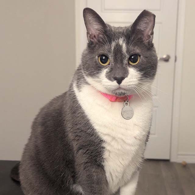A grey and white cat with a pink collar and a tag that reads INDOOR sitting in a room