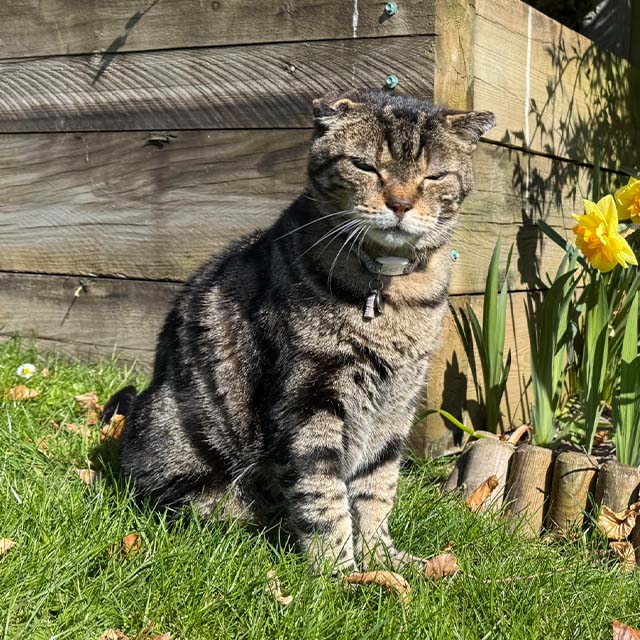 A tabby cat with folded ears sitting on a grassy lawn in front of a wooden planter with yellow flowers