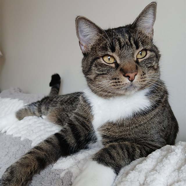 A brown tabby cat with a white chest and paws resting on a soft, textured blanket