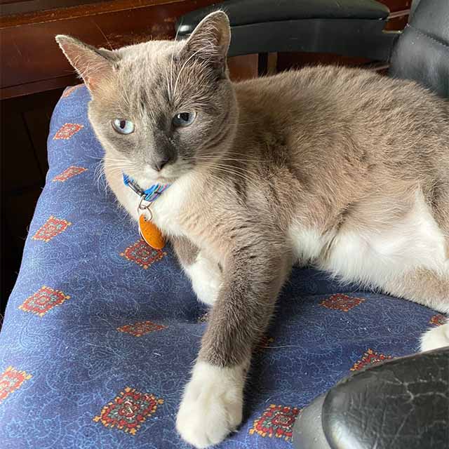 A grey and white cat with blue eyes wearing a blue collar and orange tag rests on a blue patterned chair cushion