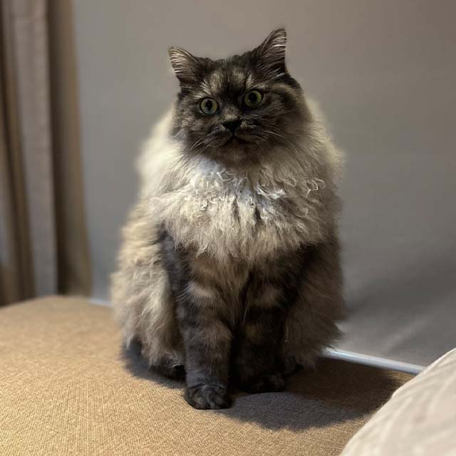 A fluffy, long-haired cat with dark, smoky fur and a curly ruff sitting on a tan surface