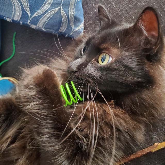 A long-haired black cat lying on its back and playing with a green plastic spring toy