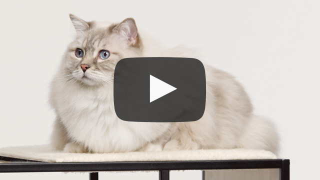 A fluffy, light-colored cat with blue eyes sitting on a cat furniture platform with a play button overlay