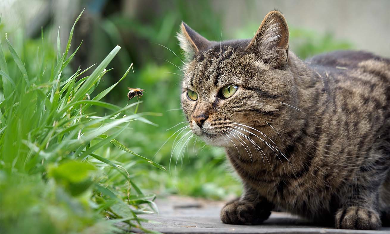 A tabby cat crouching on the ground, intently watching a bee flying near the grass