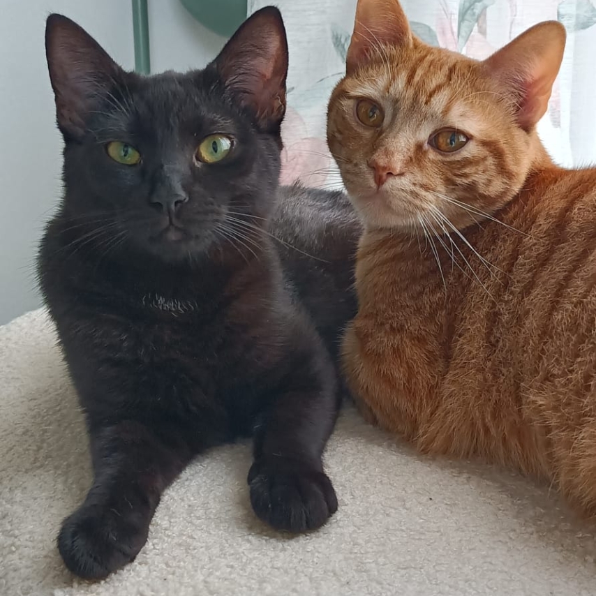 cat named Dante e Beatrice