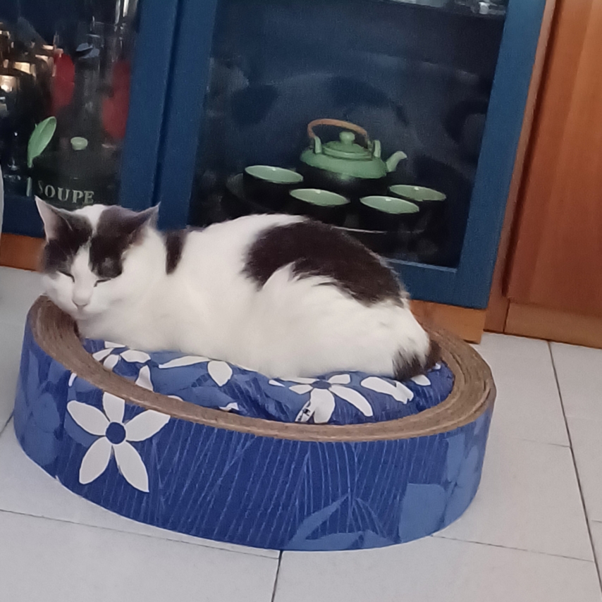 cat named MOLLY