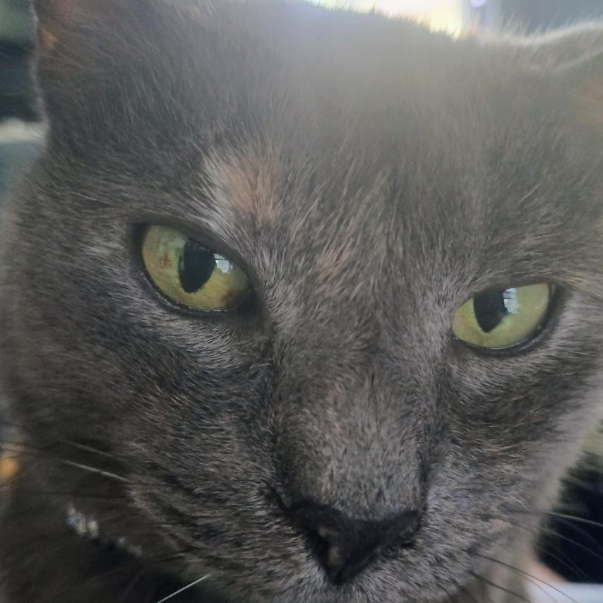 gato chamado Featherwind