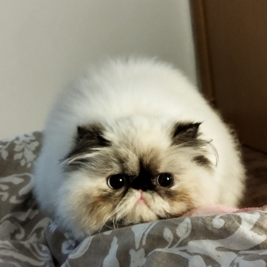 cat named Roma