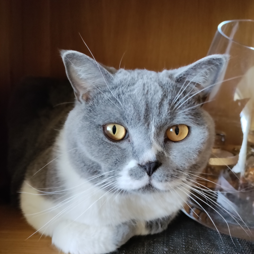 Katze namens Max