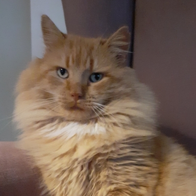 cat named Fristi