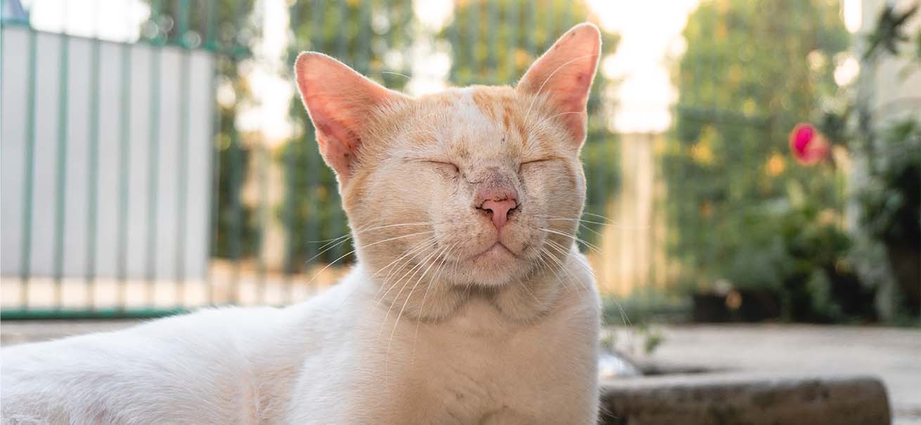 A light-colored cat with closed eyes resting in the sun outdoors