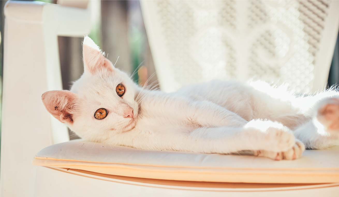 A white cat with striking amber eyes lying comfortably on a cushioned chair