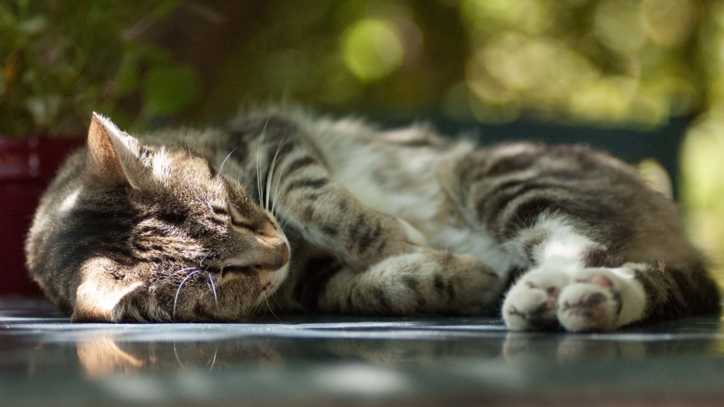 A tabby cat sleeping peacefully on a reflective surface in the sunlight