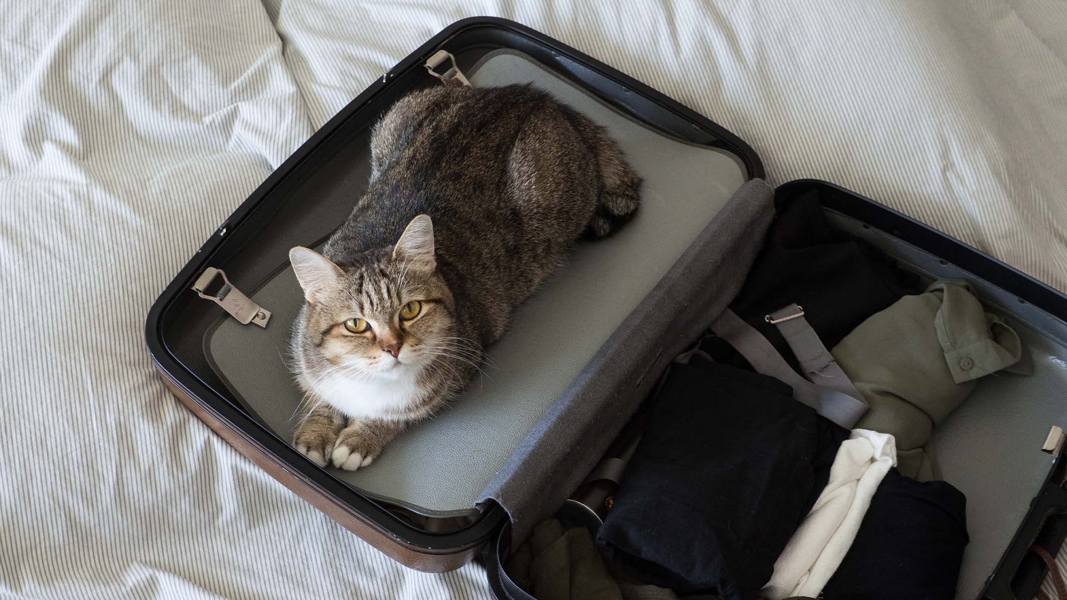 A tabby cat sitting inside an open suitcase packed with clothes on a bed