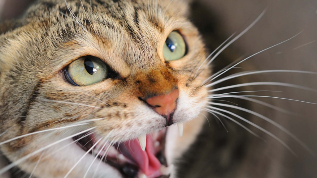 Pourquoi les chats sifflent-ils?