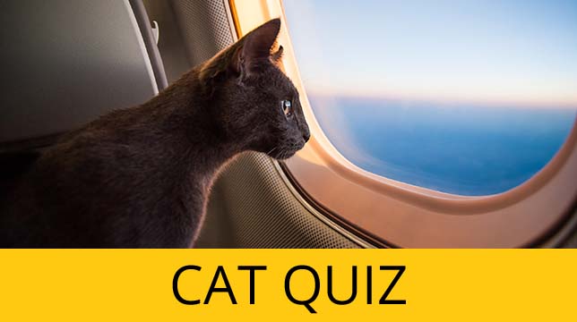 A black cat looking out of an airplane window with the text Cat Quiz below