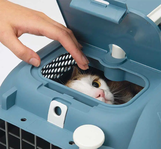 A hand opens the top hatch of a blue Catit cat carrier to reveal a cat looking out from inside