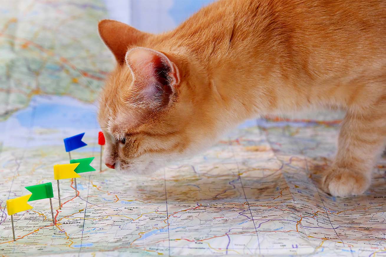 An orange tabby cat looking at a map marked with small colorful flag pins
