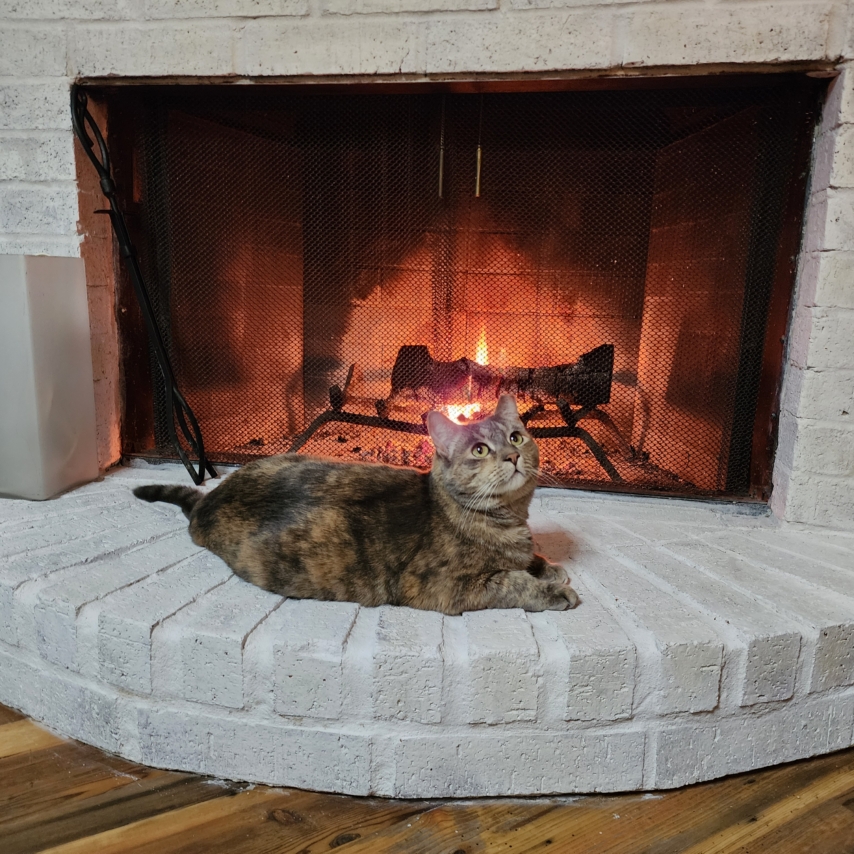 cat named Coco