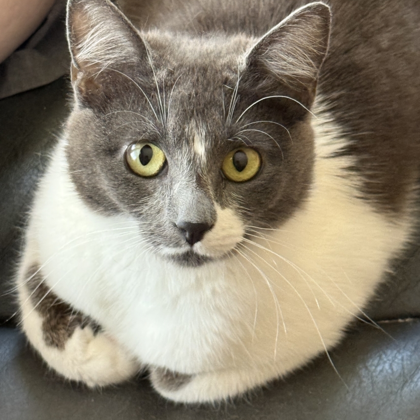 Katze namens Maisie