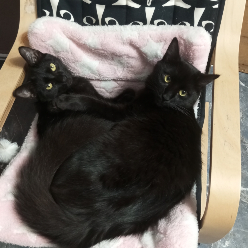 kot o imieniu Kitty y Salem