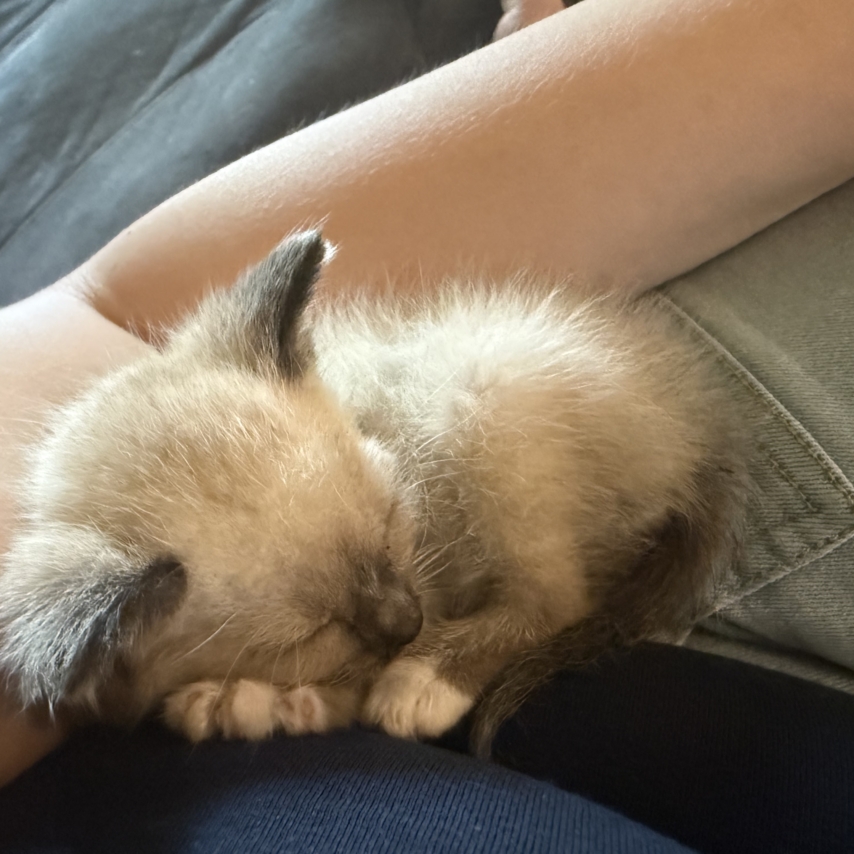 cat named Ocean