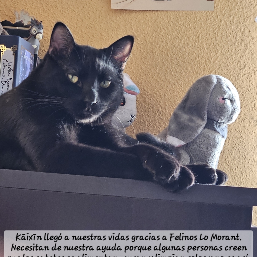 gato chamado Kāixīn Guŏ