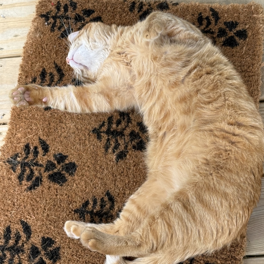 cat named Cuddles